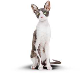 Кот Борис после диеты